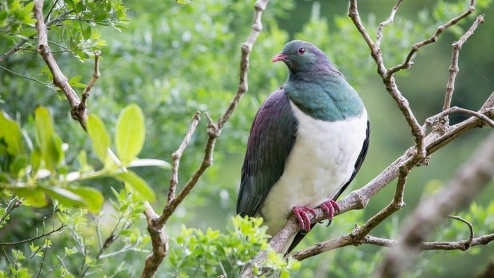 10 New Zealand Native Birds