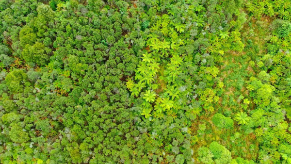 Uruwhenua Regenerative Native Forest, credit Abel Tasman AquaTaxi